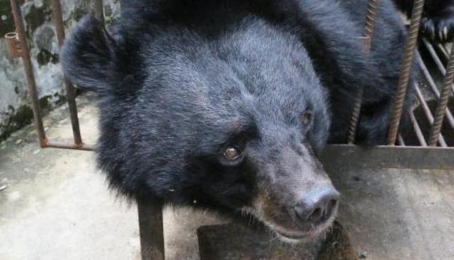 Familia crió a un oso por dos años creyendo que era un cachorro de Mastín Tibetano. (Fotos: chinanews.com)