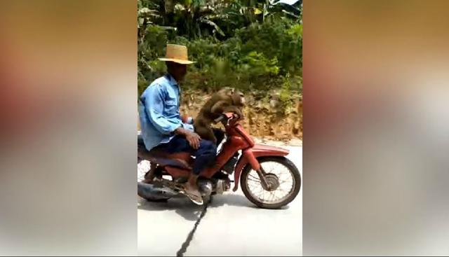 El mono agarra firmemente el manubrio de la moto. (YouTube: Viralhog)