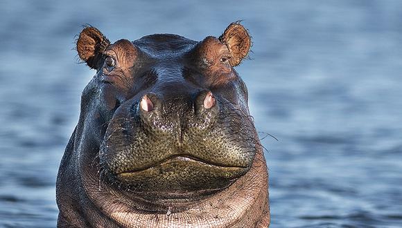 friendly looking hippo