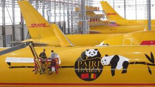 Transportan a pandas gigantes desde China a Bélgica en avión