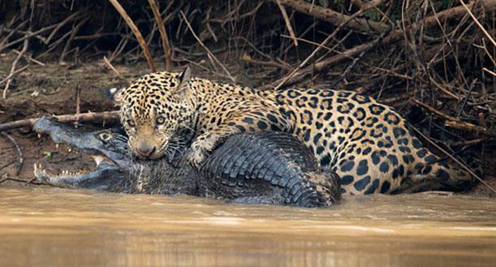 Así terminó la brutal batalla entre un jaguar y un caimán en Brasil. (Foto: Getty Images)