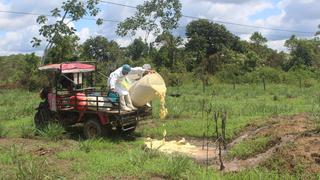 Madre de Dios: agricultores arrojan 15 toneladas de pulpa de cacao blanco por falta de compradores