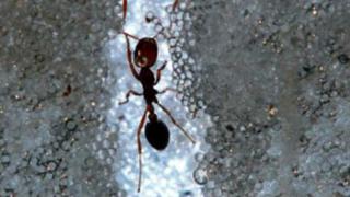 Hormigas coloradas al servicio de los robots de rescate
