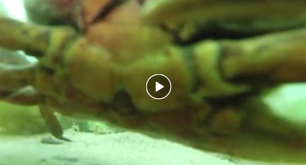 Este video de YouTube muestra cómo la GoPro que cayó al fondo del mar tiene una increíble grabación que impresionará a todos los que la vean. (Foto: captura)