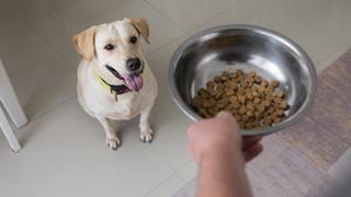 Consultorio WUF: ¿Cuál es el mejor plato de comida para tu perro y por qué?