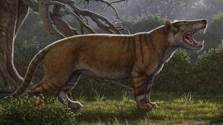 Identifican el fósil de un nuevo mamífero gigante, el "gran león africano"