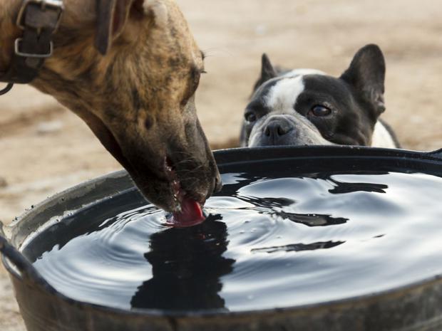 Asegúrate de que el perro esté siempre bien hidratado. Es necesario cambiar el agua de su plato por lo menos dos veces al día para que esté siempre fresca. También le puedes poner hielo para mantenerla fría. (Foto: Thinkstock)