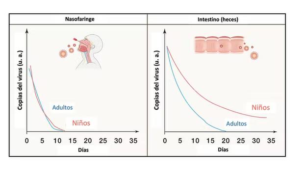 FIGURE 1- Permanence of the virus in the intestine in adults and children.  Image adapted by Matilde Cañelles.
