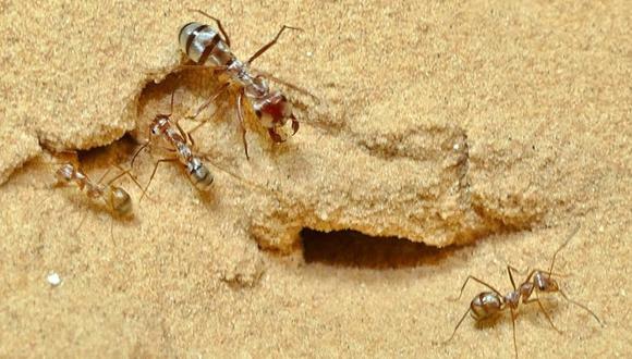 Hormigas plateadas del Sahara (Cataglyphis bombycina) en el desierto de Douz, Túnez. (Foto: Harald Wolf)