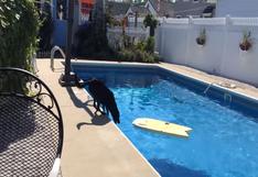  Perro sorprendió al recuperar su pelota de la piscina sin mojarse