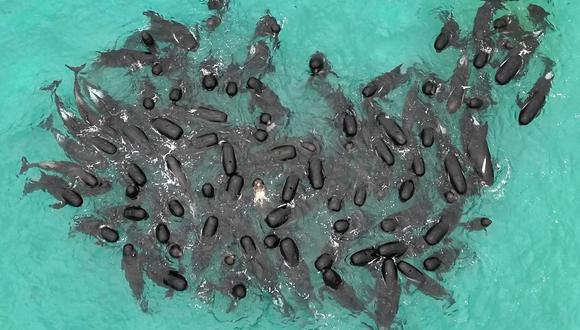 Casi 100 ballenas piloto quedaron varadas en la playa en el oeste de Australia. (Foto: Foto/AP)