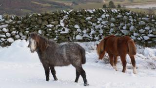 Los ponis salvajes Carneddau, una especie única y protegida a tiempo