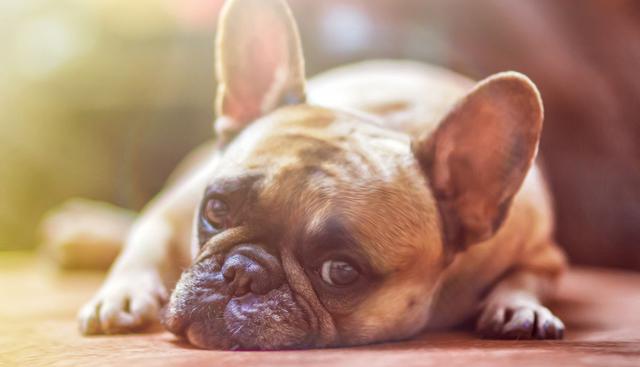 El bulldog francés es el bebé de la casa y queda más demostrado todavía por el particular truco que usa para dormir. (Foto: Pixabay)