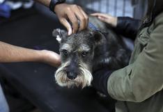 Parvovirus: veterinaria municipal del Callao no se da abasto para tratar las enfermedades de perros callejeros