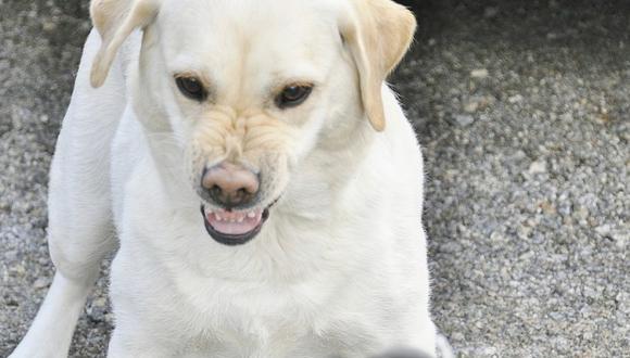 El año pasado Arequipa solo registro 20 casos de rabia canina, sin embargo este año en menos de dos meses se reportaron 18 casos de esta enfermedad. Hasta el momento 110 canes de la zona han sido vacunados. (Foto: Difusión - Referencial)