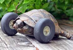 Esta tortuga perdió sus patas, pero ahora avanza mucho más rápido