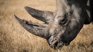 Sudáfrica logra reducir un 25 % las muertes de rinocerontes por caza furtiva