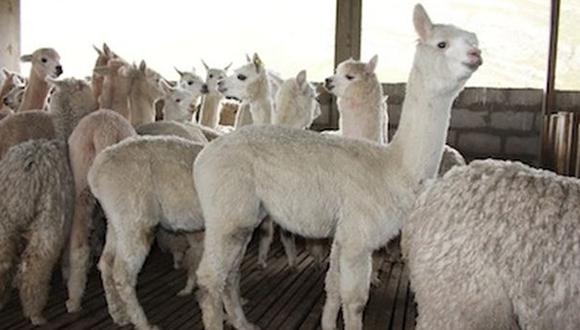 Puno: Invertirán más de S/.80 mlls. en crianza de alpacas