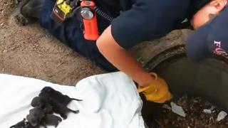 YouTube: Rescatan a ocho zorras recién nacidas en desagüe de Colorado