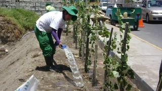 Arequipa: Comuna realizará una campaña de arborización al mes