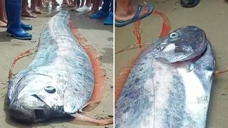 Tumbes: hallan pez remo varado en playa de Punta Sal