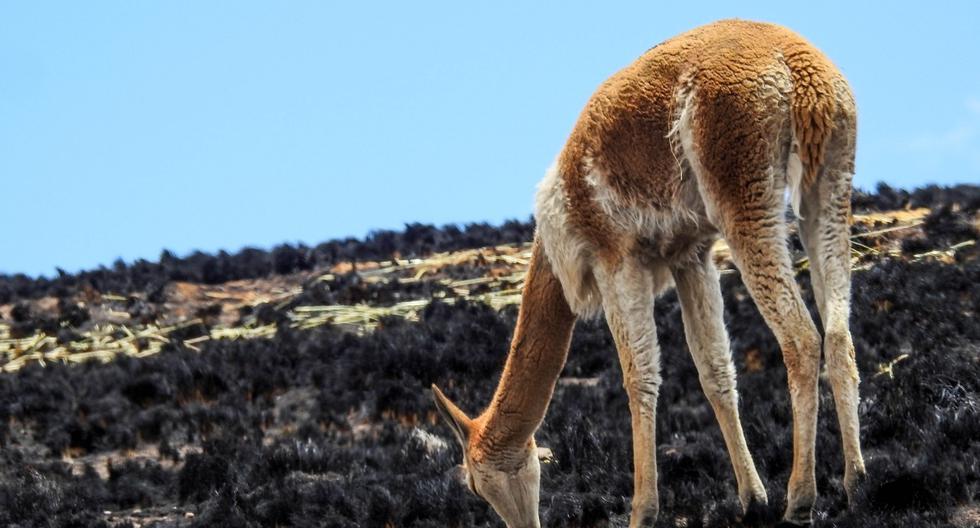 La pérdida de más de 1.300 hectáreas dejó sin alimento a las vicuñas, y causó la muerte de al menos 15 ejemplares. (Foto: Gobierno Regional de Cusco)