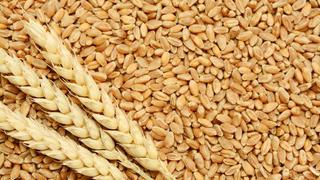 Guerra entre Rusia y Ucrania no generará desabastecimiento de maíz y trigo, afirma Midagri
