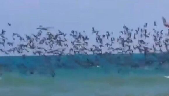 En YouTube circula un video que alcanzó popularidad rápidamente por el llamativo comportamiento de estas aves, aunque sea por algo razonable. (Foto: captura de video)