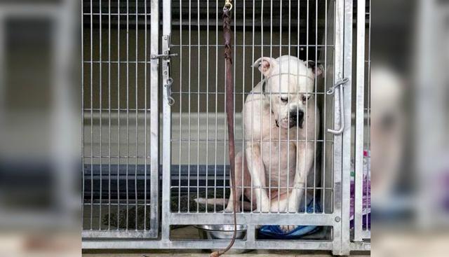 Usuarios de Facebook no pudieron evitar sorprenderse al conocer la historia del perro. (Foto: Humane Society for Hamilton County)