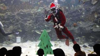 Acuario en Malasia inicia sus celebraciones de Navidad con un Papá Noel bajo el agua