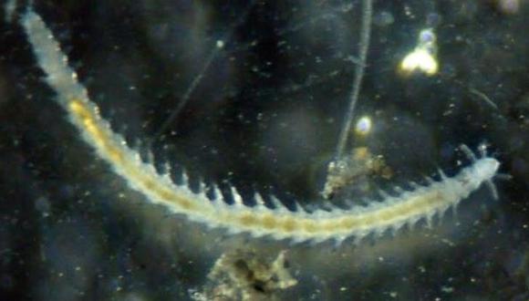 Descubren una nueva especie de gusano marino en la Antártida