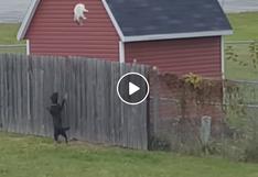 Gato escapa de dos furiosos perros con espectacular salto