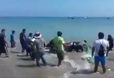 Tumbes: emotivo rescate de un tiburón ballena en playa Zorritos