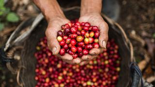 Perú lidera producción mundial de café orgánico y al cierre del año exportaciones llegarían a US$ 1.200 millones