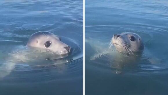 La foca, de nombre Eliza, suele acercarse a las personas que atraviesan el lago en botes o en un kayak. (Foto: @irisrainbow_ | Instagram)