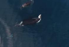Orcas devoran a un tiburón en dramático vide grabado por un drone