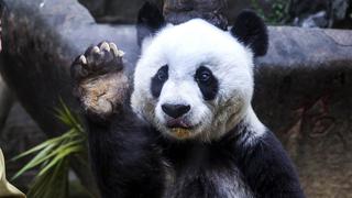 Fallece a los 37 años la osa panda más longeva en cautiverio del mundo [FOTOS]