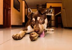 Consultorio WUF: ¿Por qué tu perro se lame constantemente?