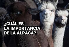 Día Nacional de la Alpaca: cuál es la importancia de este camélido peruano