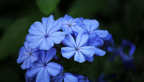 ¿Por qué las flores azules se regalan en octubre en el Perú y otros países?. (Foto: Pixabay)