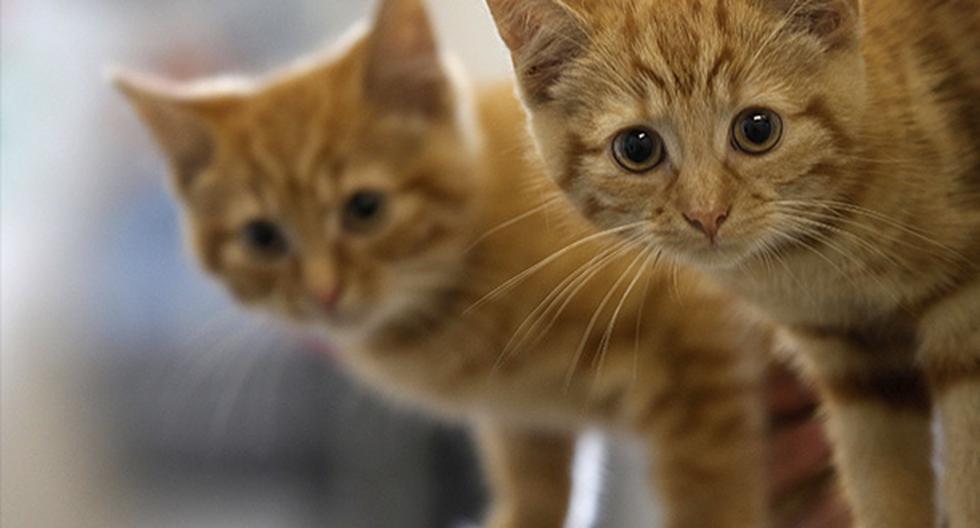 Congresista peruano pide campaña para adoptar decenas de gatos de parlamento. (Foto: Getty Images)