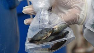 Produce evalúa situación sanitaria en San Martín por Virus de la Tilapia