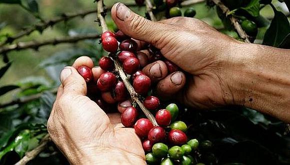 Producción local de café se recuperaría y avanzaría 10% el 2015