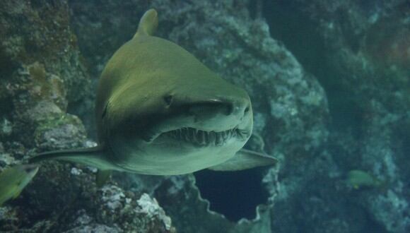 En Facebook se hizo viral el tremendo ataque de un tiburón a un cardumen que se encontraba tranquilamente alimentándose en el mar de Florida, Estados Unidos. | Pixabay