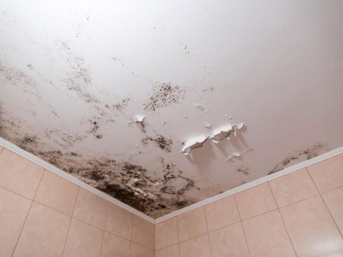 5 formas de eliminar el moho de la pared del baño