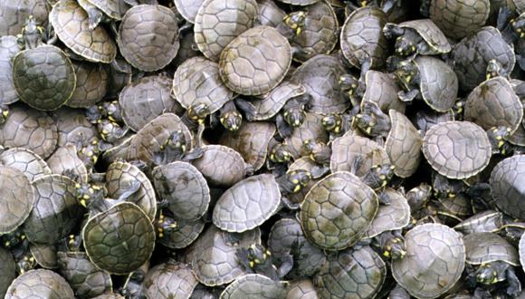Tortugas en riesgo de extinción son rescatadas en Ucayali