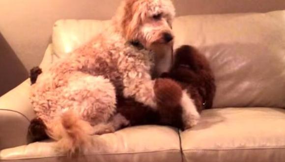 YouTube: tierno perro 'abraza' a otro que tenia 'pesadillas'