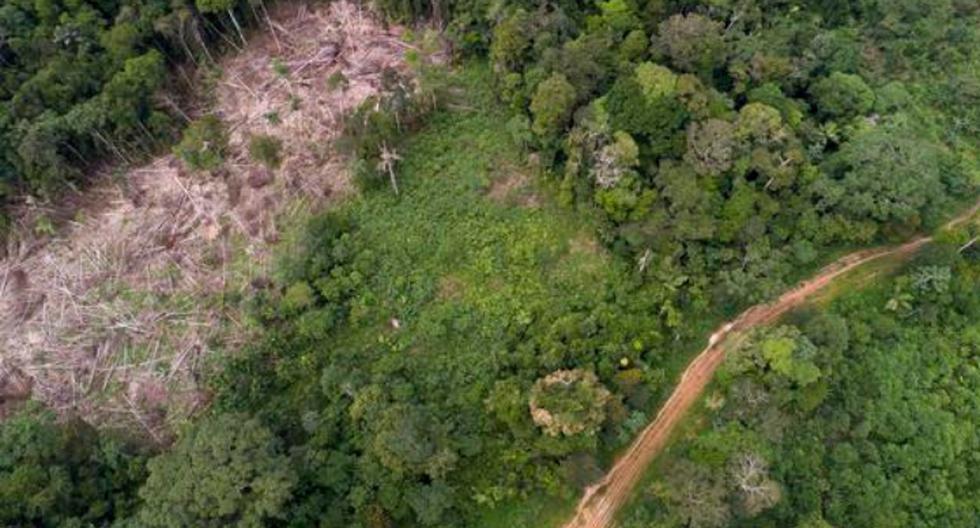 El proyecto de ley había sido observado por el Ejecutivo en agosto del 2022, al considerar que ponía en riesgo la protección de los bosques, la biodiversidad y, especialmente, los derechos de los pueblos indígenas.