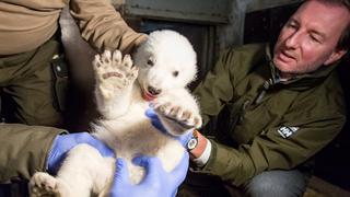 Berlín llora la muerte del oso polar Fritz [VIDEO]