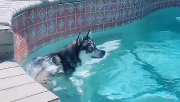 El perro ingresa a la piscina cada vez que sus dueños le regañan por algo malo que hizo. (Foto: imbluethehusky / TikTok)